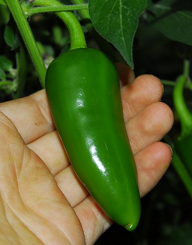 Jalapeno, Hercules