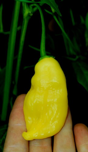Lemon Drop x PI 441551 F3 