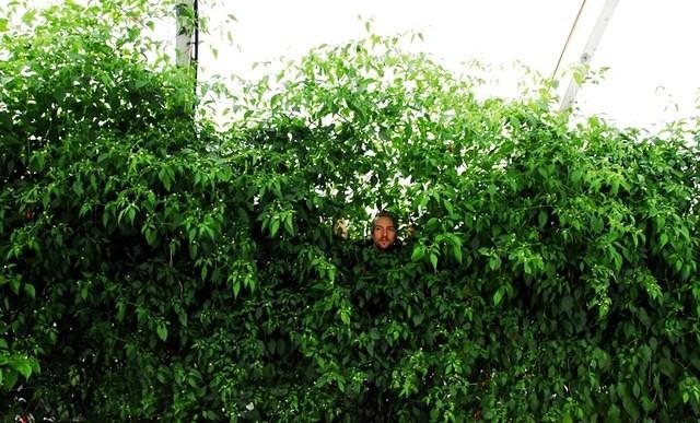Behind the bushes