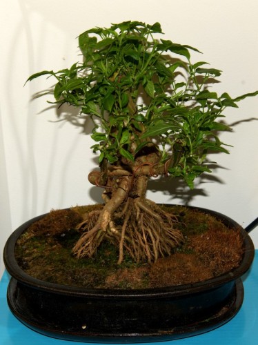Microcarpum Bonchi