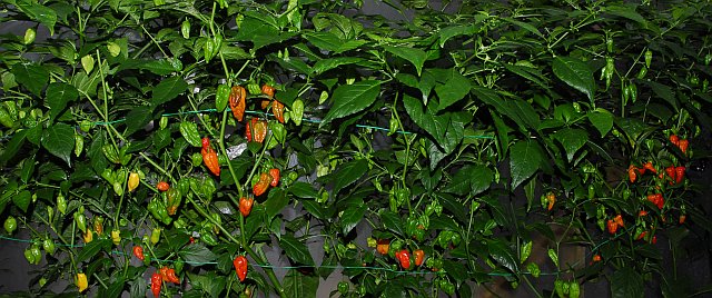 Naga Morich EBB