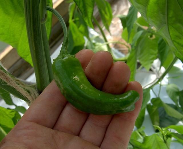Naga x Bell pepper