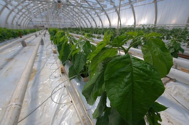 Plenty of HOT chiles