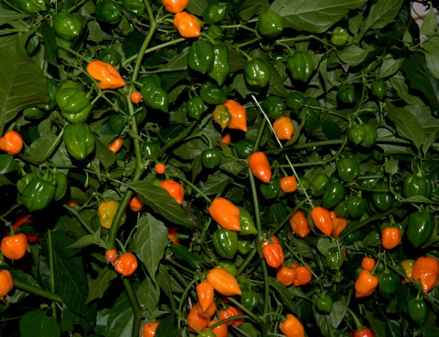 Habanero, Orange aka. Habanero Sudden Death