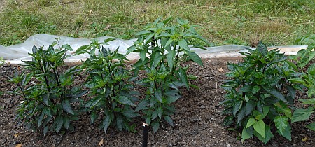 Ornamental chiles