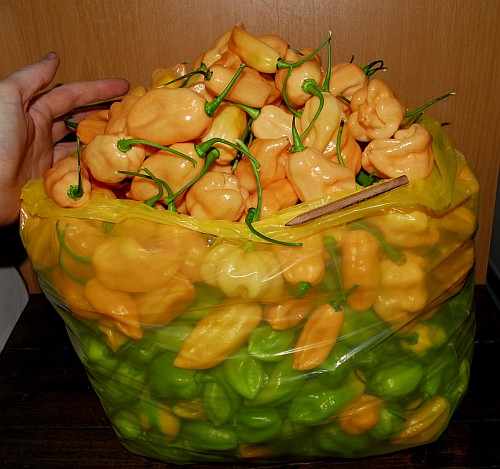 Pink Habaneros