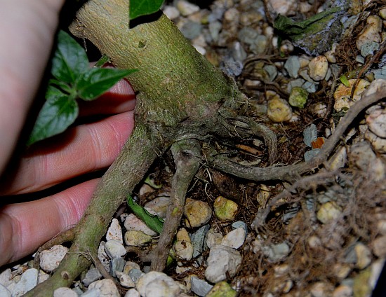 Praetermissum stem