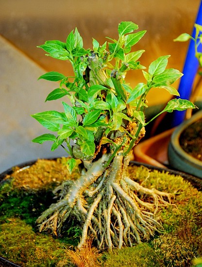 Microcarpum -bonchi