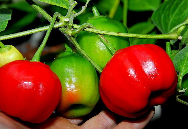 Rocoto, Red Peruvian