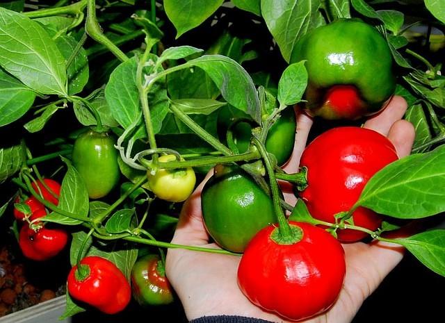 Rocoto, Red Peruvian