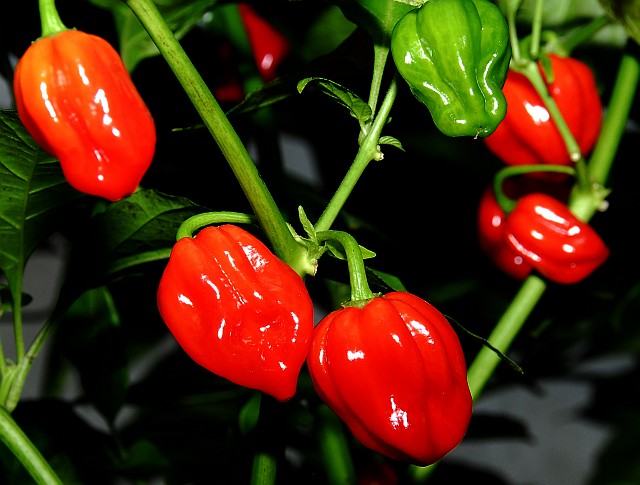 Scotch Bonnet, Red