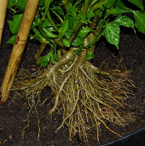 Rinsed bonchi roots