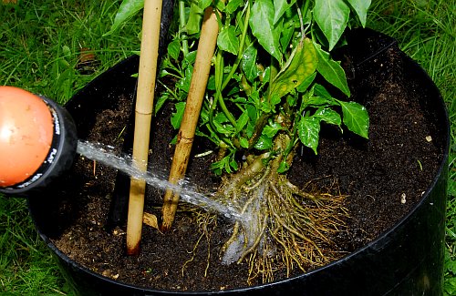 Rinsing roots