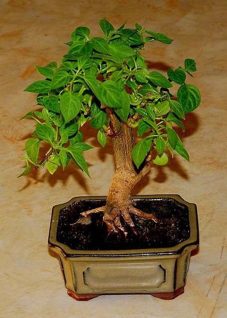 Rocoto Bonchi