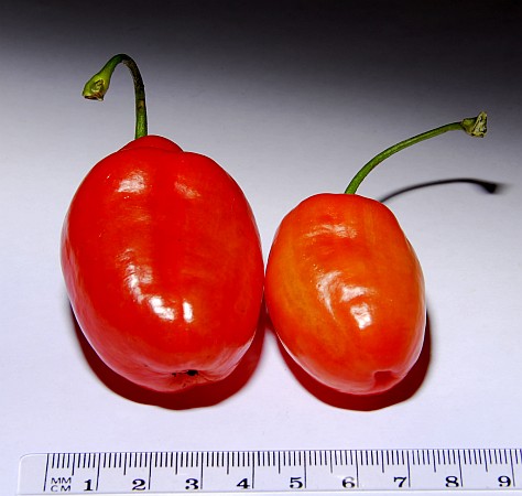 Rocoto de San Isidro