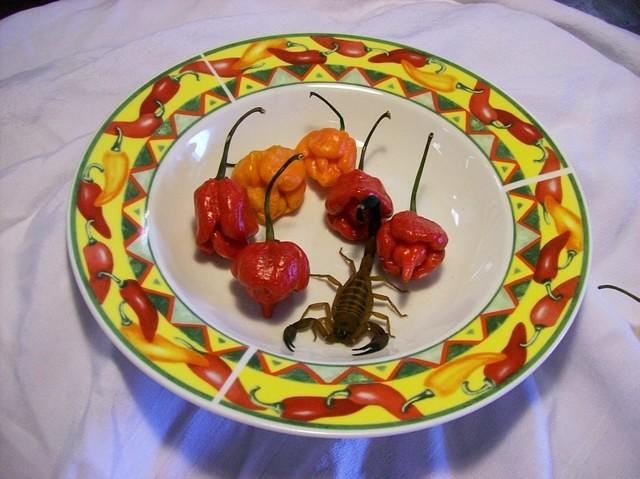 Scorpions!