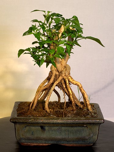 Short Yellow Tabasco Bonchi