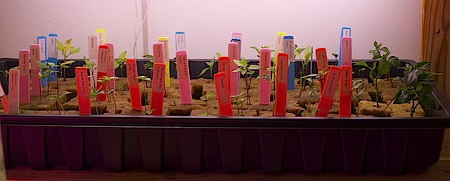 Young seedlings