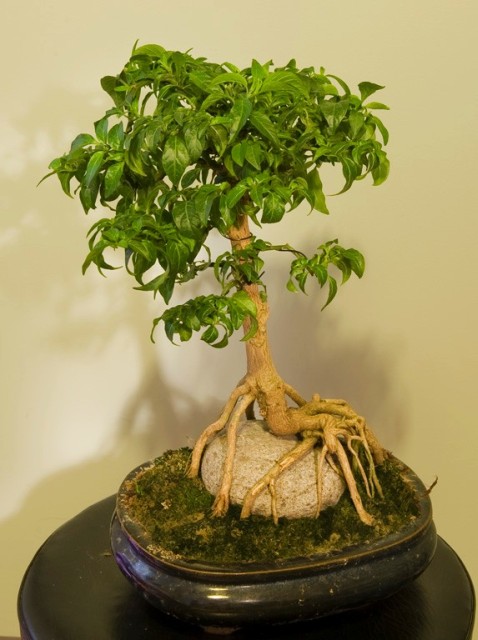 Tepin Bonci