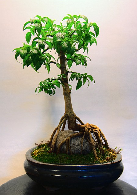 Tepin Bonchi