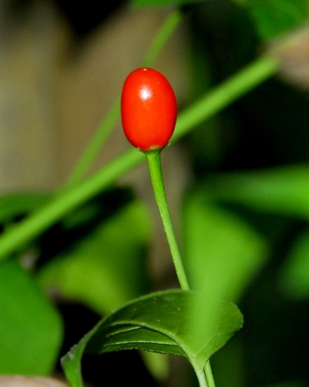 Chiltepin, Eastern Travis County