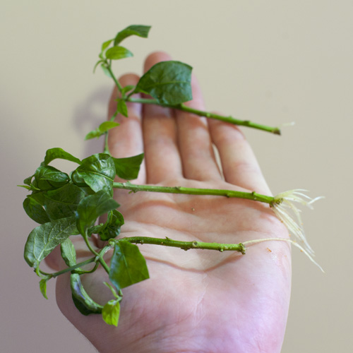 Tepin cuttings