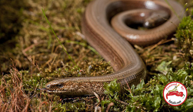 Anguis fragilis