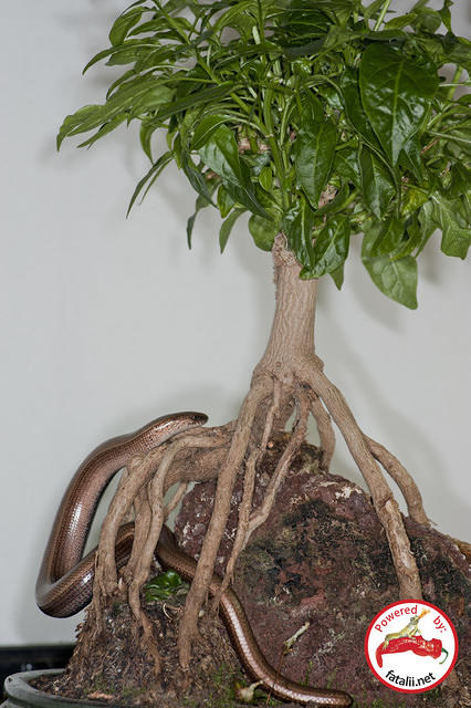 Anguis fragilis on tepin bonchi