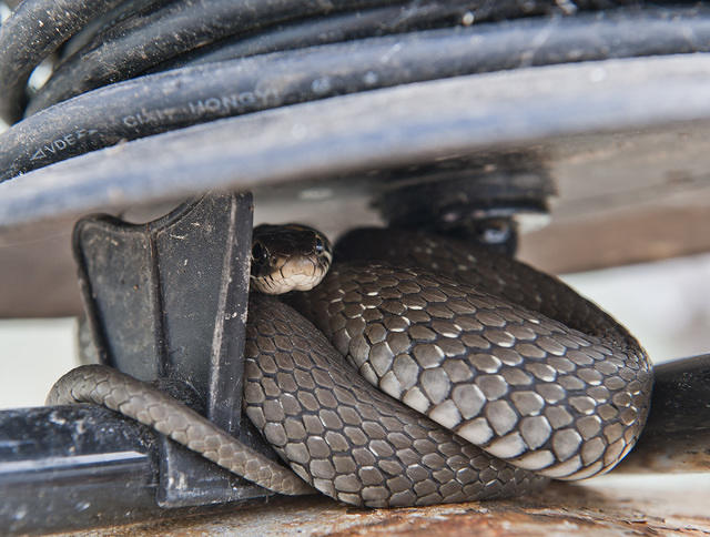 Weltto the snake