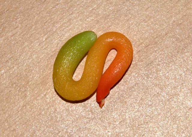 Funny chile pepper