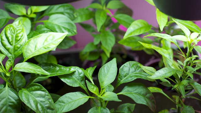 Growth on ZENGROW