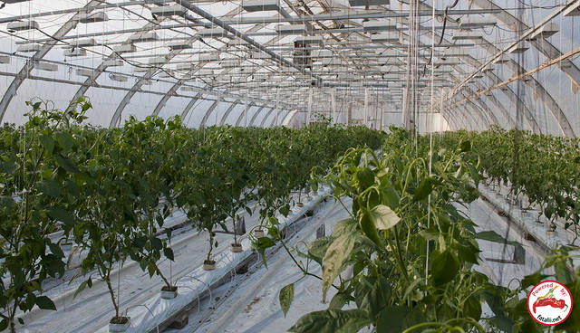 Huge greenhouse