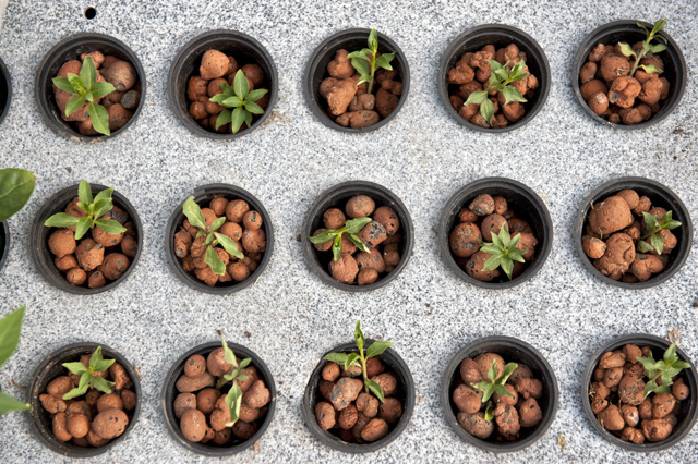Goji cuttings