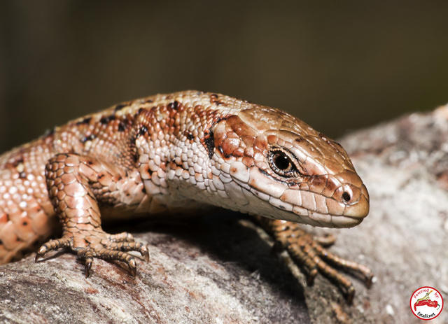 Lizard
