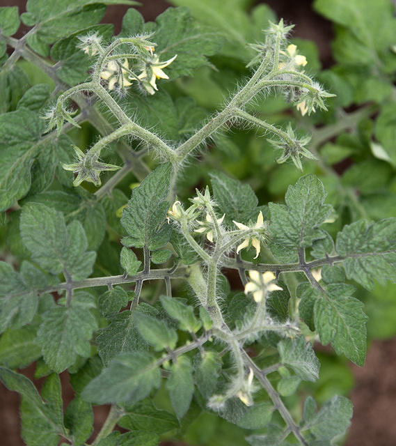 Tomato
