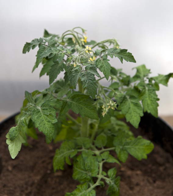 Tomato