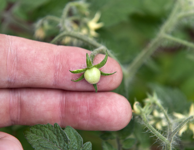 Tiny tomato