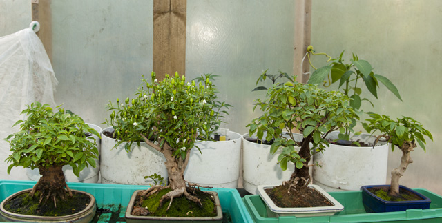 Bonsai Chiles