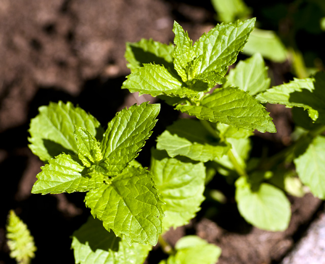 Mint