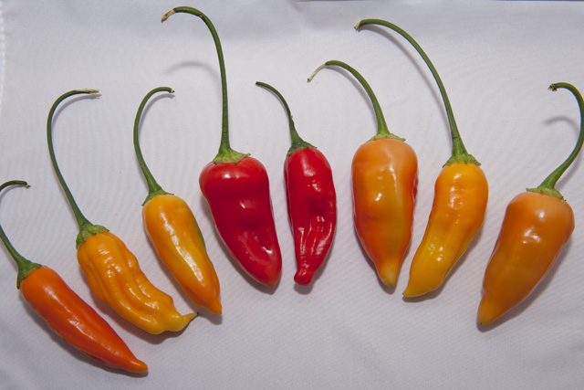 New variety family