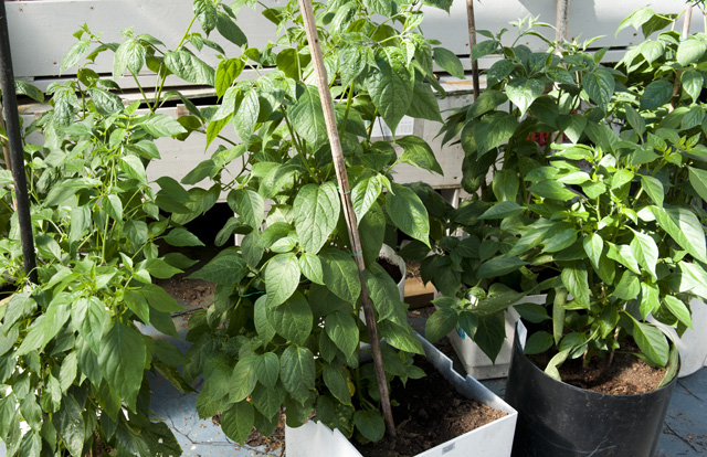 Plants in the greenhouse