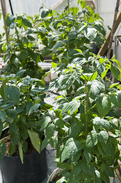 Plants in the greenhouse