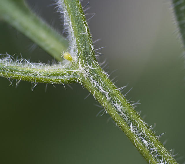 Rocoto stem