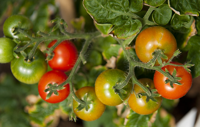 Tomatoes ripening.