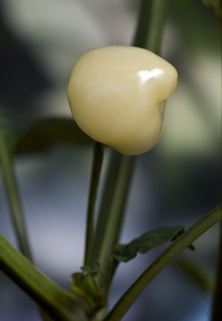 Trepadeira Werner (C. baccatum)