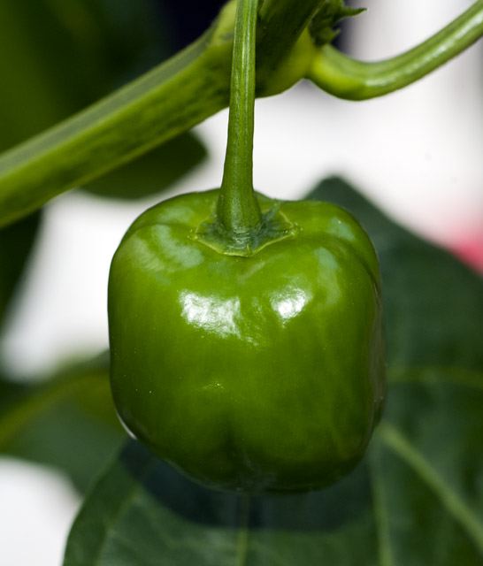 Pequante (C. baccatum)