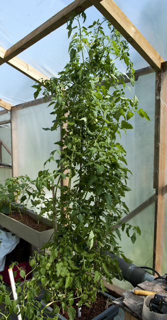 Black Cherry tomato