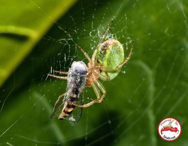 Spider packing
