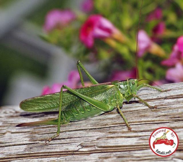 Bush-cricket