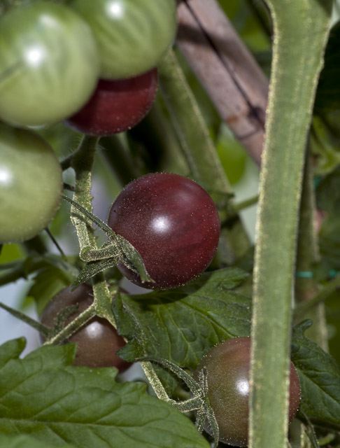 Black Cherry tomato